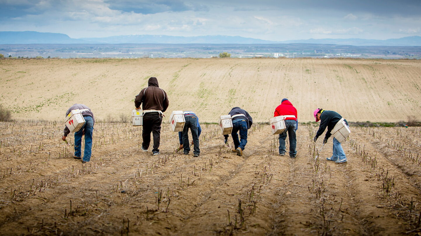 Packer Labour Much work remains to solve ag labor issues - The Packer