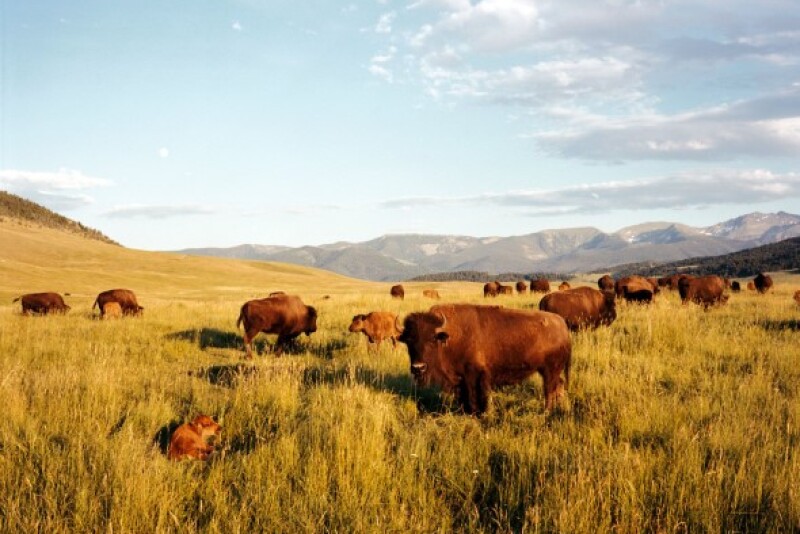 Bison at Flying D Ranch