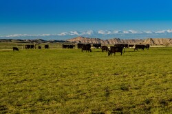 Saddle Horn Ranch