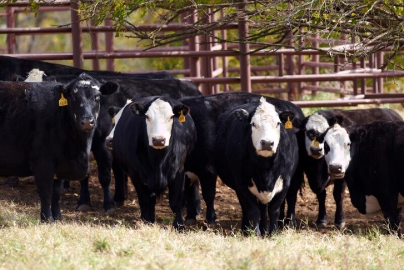 2010_Beef_Cattle_3231