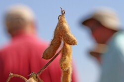 Triple Crop Soybeans