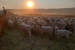 Jorgensen Ranch sheep