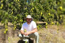 A man is shown checking a mango crop in Mexico.