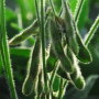 soybeans