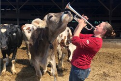 New England dairy farmer