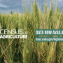 Census Image Option 2-01.png