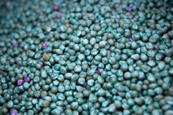 Bayer_Monsanto_Seeds_Bloomberg