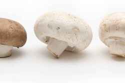 mushroom-banner-image_0.jpg