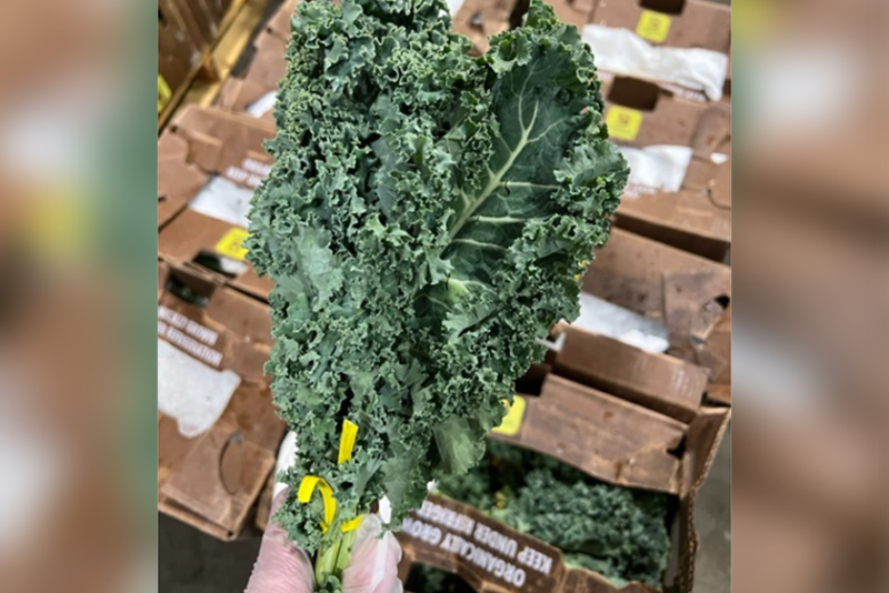 Shown from above, a hand covered in a sanitary glove holds green kale. Below, and slightly out of focus, are brown boxes containing kale.