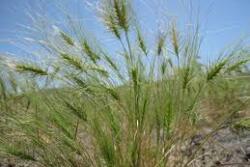 As background, medusahead has invaded about 5 million acres of pastures in the western U.S.