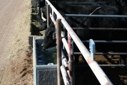 USDA released some clarification as to where cattle fit in each category.