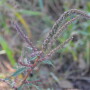 Waterhemp_(2)
