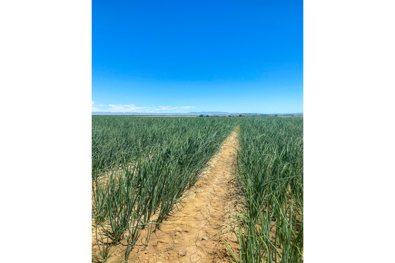 Oregon onions