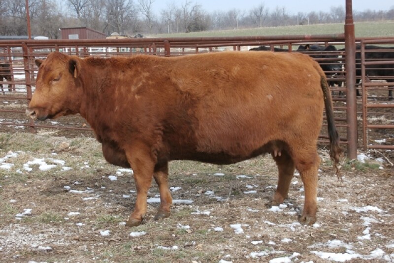 BT_Fat_Cow
