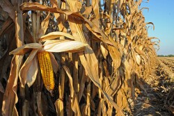 Each year, one of the more than 13,000 CCAs is selected to receive this award based on his or her customer service, innovation, leadership skills, knowledge, and ability to exchange ideas and educate those in the agriculture community.
