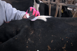 Reproductive decisions, determining heifer cyclicity and breeding problem cows are just a few reasons to detect estrus with breeding indicator patches.