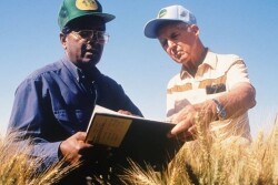 rajaram_borlaug_field_in_mexico_credit_to_gene_hettel