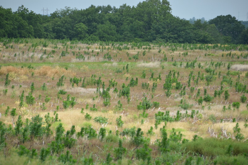 “There may be a win-win opportunity out of this for some folks. If it's a field that has been historically wet, going to prevent plant may offer an opportunity to do a summer tile project and, improve the drainage on that farm.” 