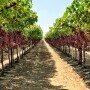 Scarlet Royal table grapes