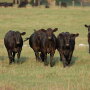 Angus calves