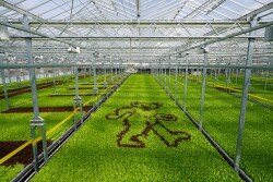 Gotham Greens Partners with Grateful Dead