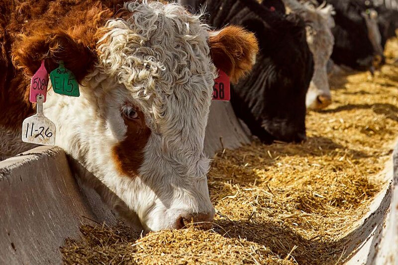 feedlot