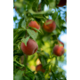 Stemilt peaches