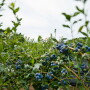 Chilean blueberries ripening on the bush.