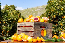 Sunkist Growers
