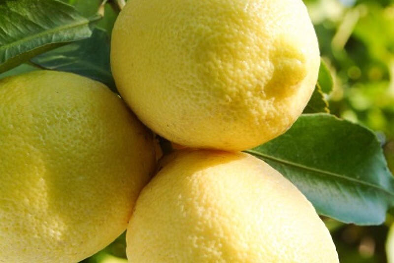 bee sweet citrus