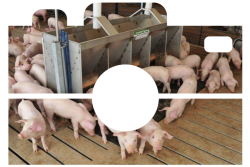 Camera of pigs