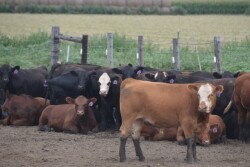 BT_Feedlot_Cattle_Backgrounding
