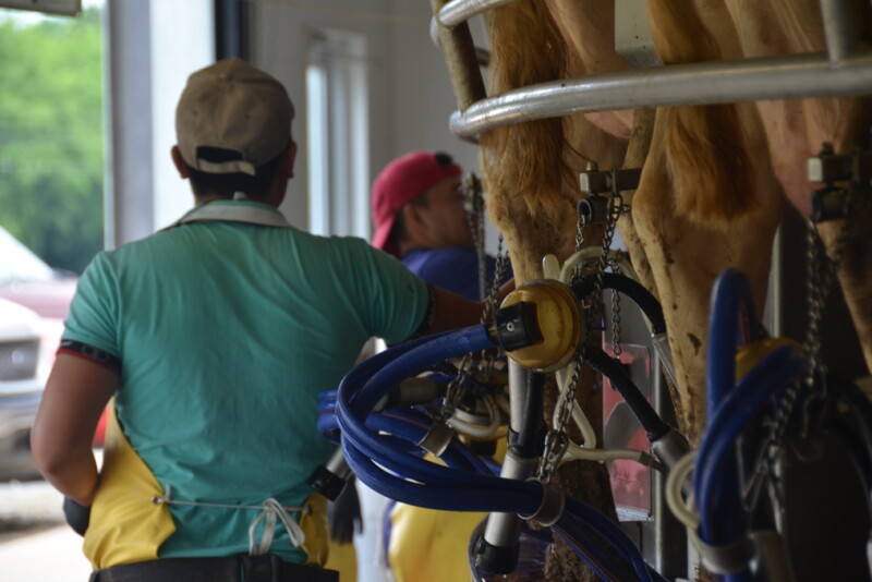 Dairy employees milking cows in a rotary parlor. 