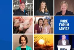 Pork Forum Advice
