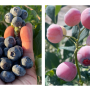 Hunkaberry and Pink Cosmo blueberries
