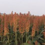 sorghum-field