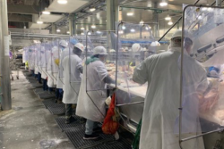 Packing plant workers
