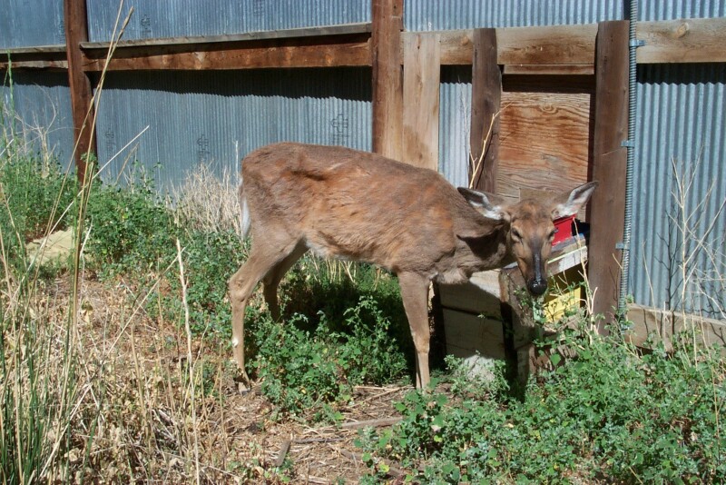 The CIDRAP CWD Resource Center is part of CIDRAP’s Chronic Wasting Disease Response, Research and Policy Program.