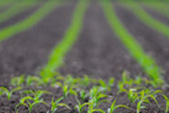 emerging_corn.jpg