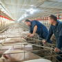 Pork producers with sows