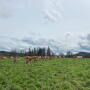 Oregon pastures