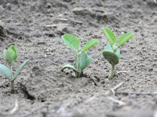 young soybeans
