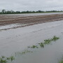 FloodedFields-springplanting