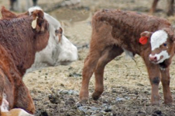 BT_Cow_Calf