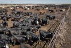 Feedlot