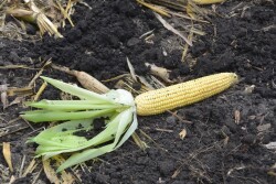 Corn at approximately the milk stage.
