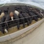 GoPro Feedlot Cattle