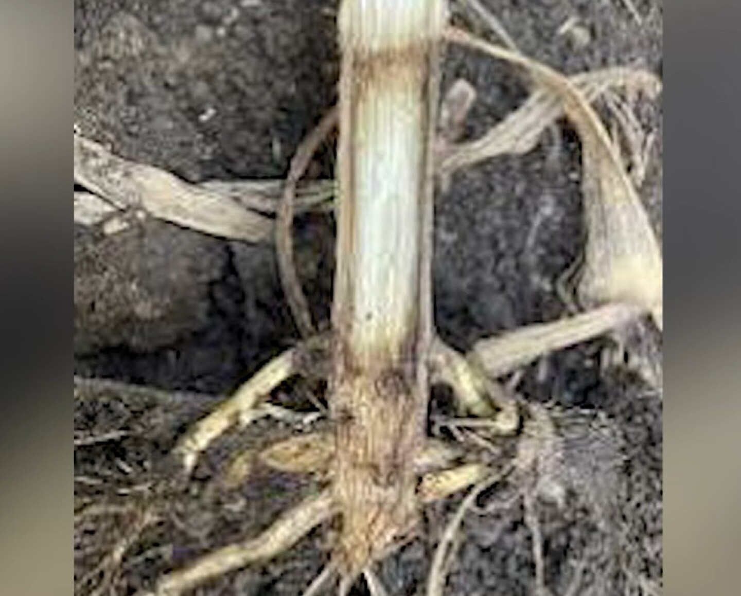 info-1440-1159 Bad Stalk With Rot.jpg