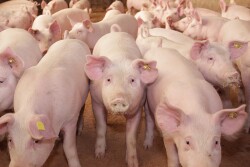 Arm & Hammer Animal and Food Production