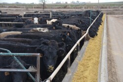 Cash fed cattle posted gains for the week.